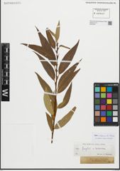 Foto von Salix fragilis L. x Salix triandra L.